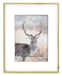 Frames